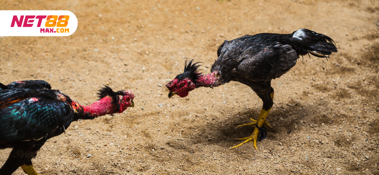 Trải Nghiệm Độc Đáo Tại Quick Cockfight Net88 7 quick cockfight net88
